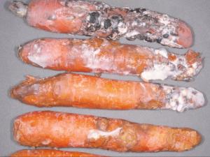 Carotte - Pourriture sclérotique (Sclerotinia sclerotiorum)