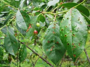 Cerise - Brûlure corynéenne (Wilsonomyces carpophilus)