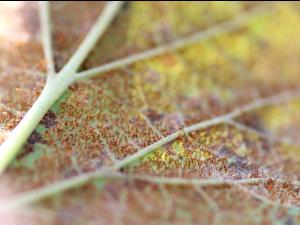 Cassis - Rouille vésiculeuse du pin blanc (Cronartium ribicola)