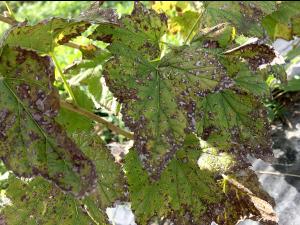 Cassis - Tache septorienne (Septoria ribis)