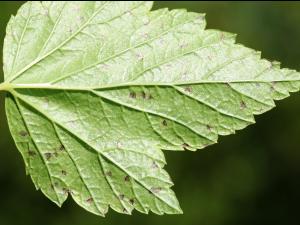 Cassis - Tache septorienne (Septoria ribis)