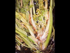 Céleri - Phytoplasme de la jaunisse de l'aster