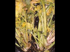 Céleri - Phytoplasme de la jaunisse de l'aster