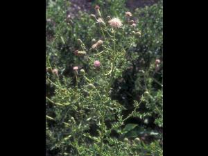 Chardon champs(Cirsium arvense)_8