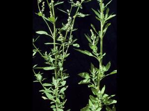 Chénopode blanc(Chenopodium album)_4