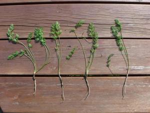 Carotte sauvage(Daucus carota)_8