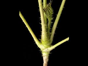 Aralie hispide(Aralia hispida)_2