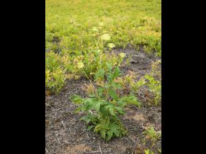 Aralie hispide(Aralia hispida)_8