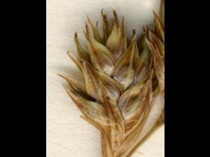 Carex fourrager(Carex foenea)_3