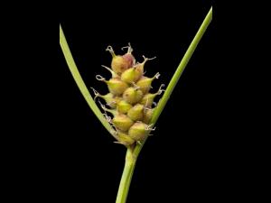 Carex Houghton(Carex houghtoniana)_5