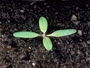 Chénopode feuilles figuier(Chenopodium ficifolium)_1