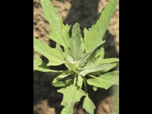 Chénopode feuilles figuier(Chenopodium ficifolium)_7
