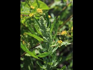 Chénopode feuilles figuier(Chenopodium ficifolium)_15