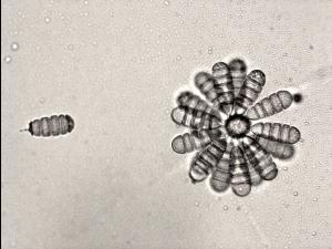 Cephaliophora_tropica-04_LQ