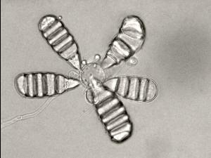 Cephaliophora_tropica-08_LQ