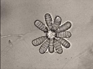 Cephaliophora_tropica-11_LQ