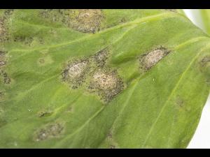 celeri_sep_41427c_ad_iriis