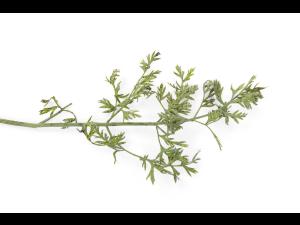 Carotte - Brûlure cercosporéenne (Cercospora carotae)