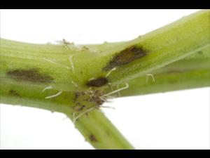 Carotte - Brûlure cercosporéenne (Cercospora carotae)