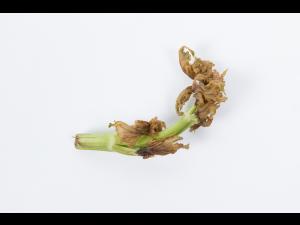 Céleri - Coeur noir (Carence en Ca)