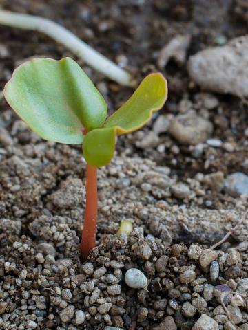 Sarrasin commun (Fagopyrum esculentum)_6