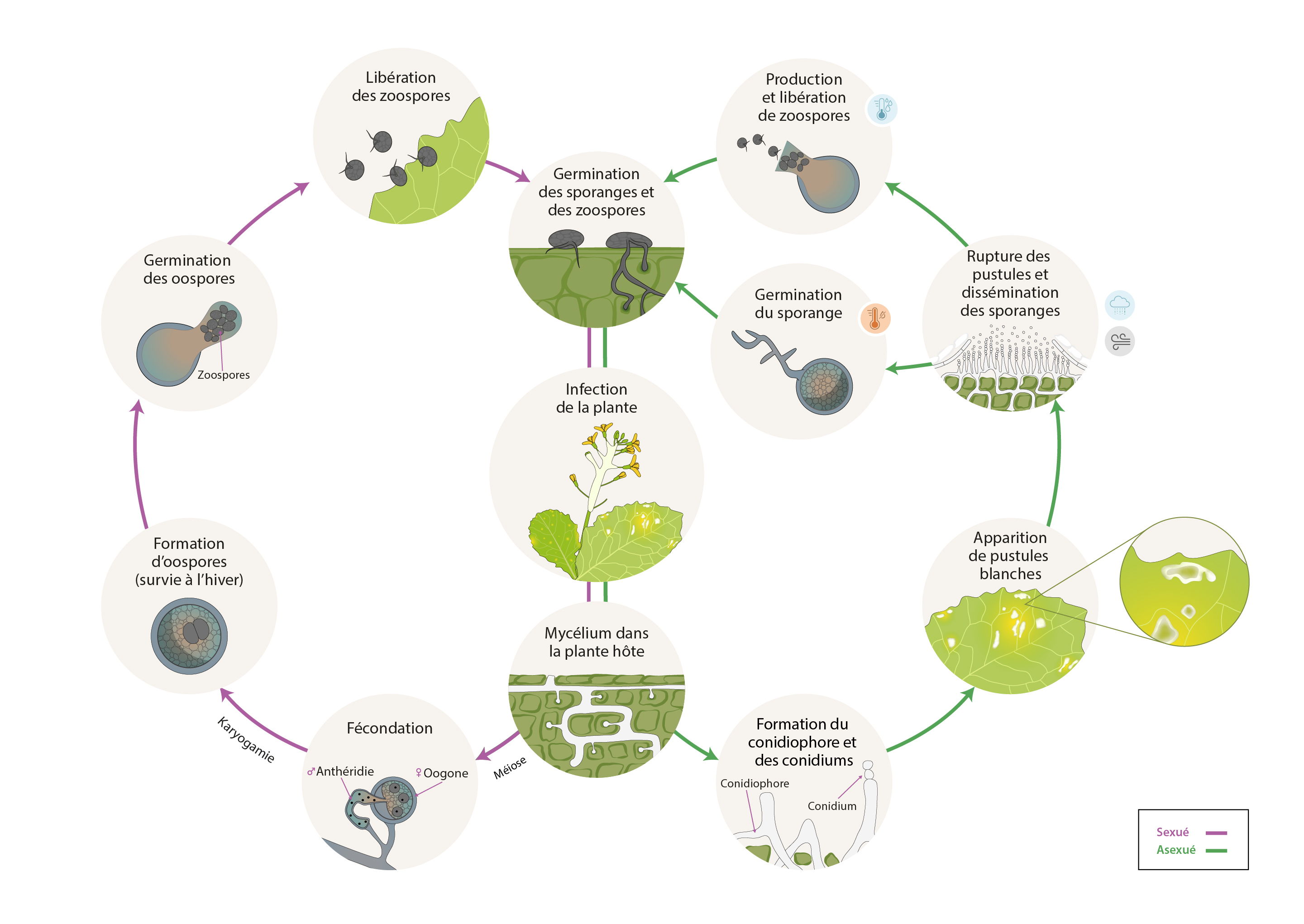 Albugo candida cycle maladie