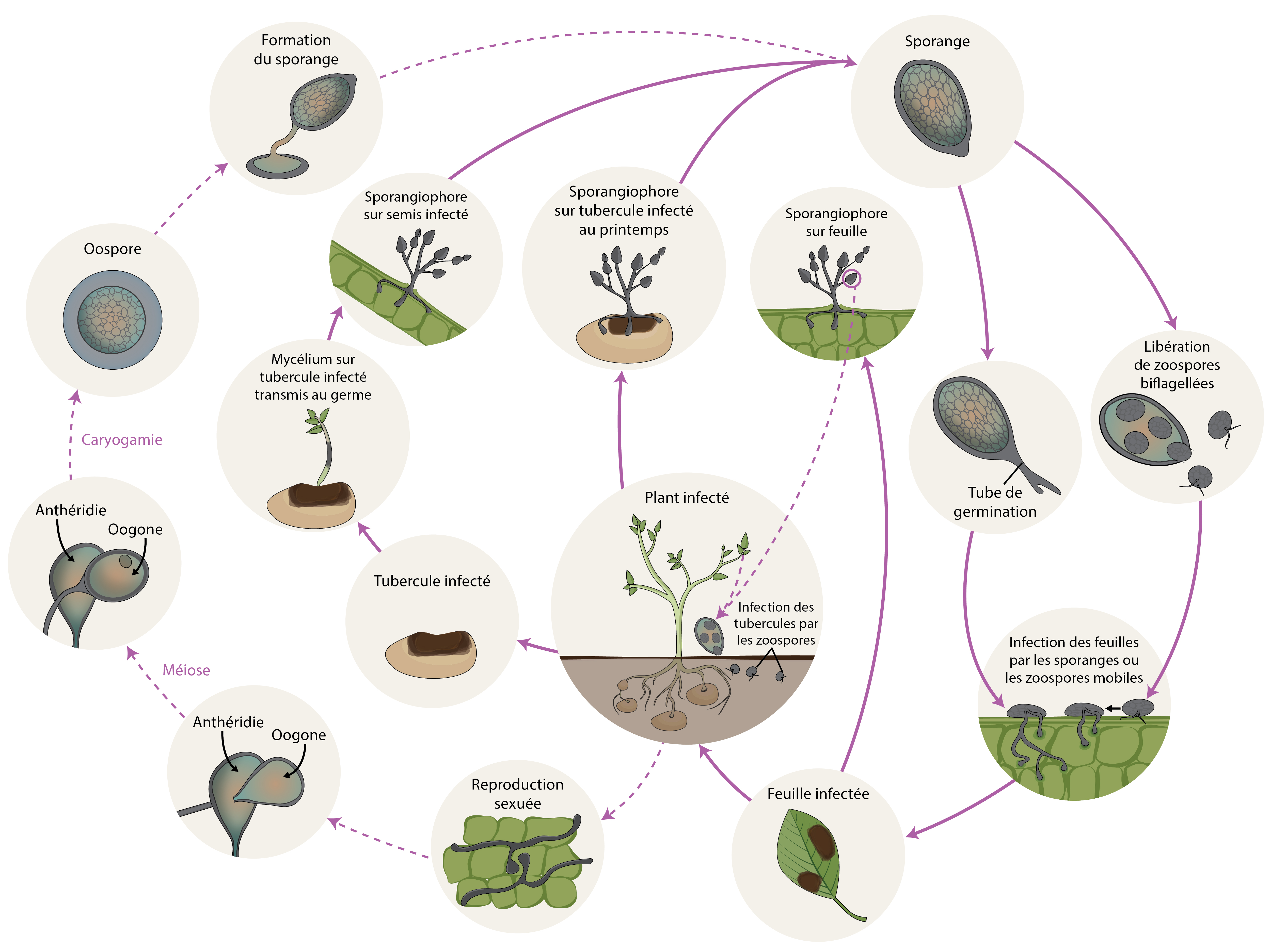 Phytophthora infestans cycle de vie