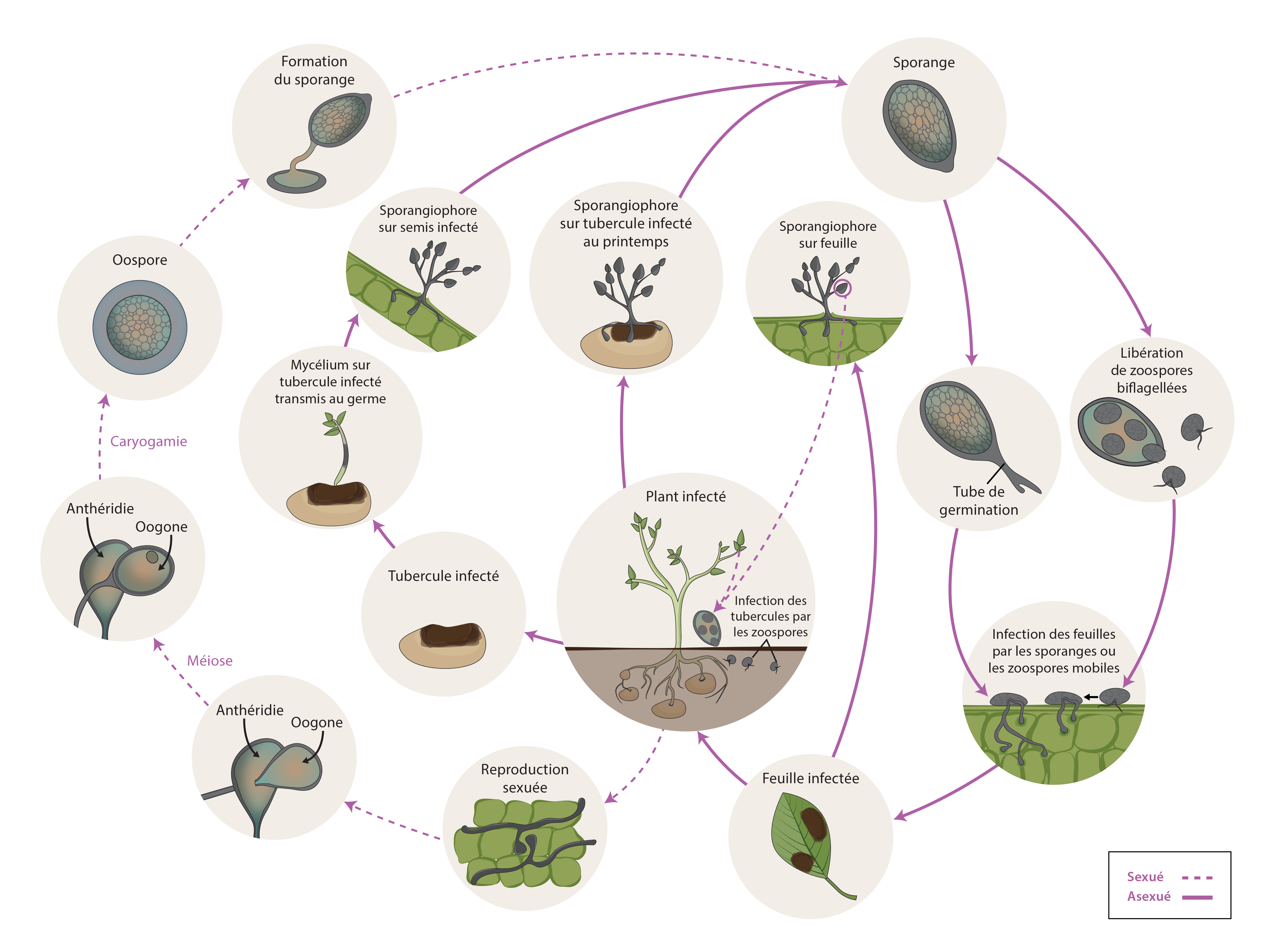 Phytophthora infestans cycle de vie