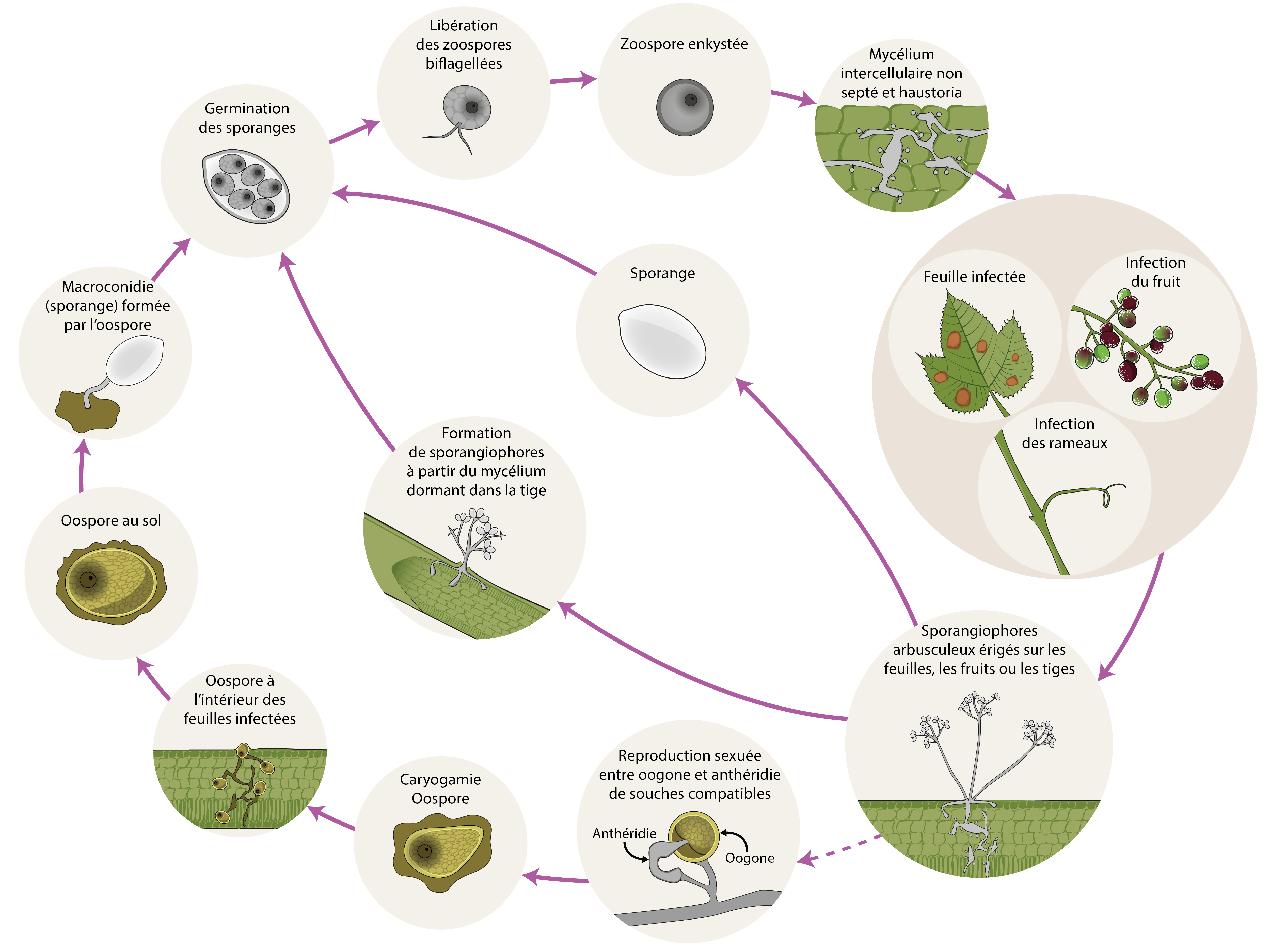 Plasmopara viticola - cycle maladie
