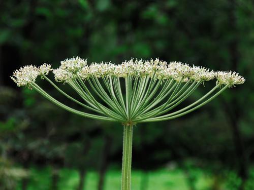 Berce Caucase(Heracleum mantegazzianum)_10