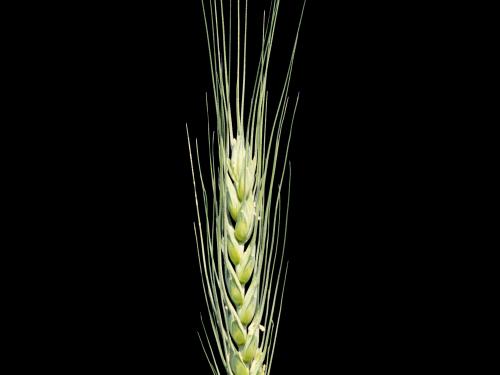 Blé commun(Triticum aestivum)_3