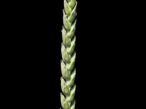 Blé commun(Triticum aestivum)_4