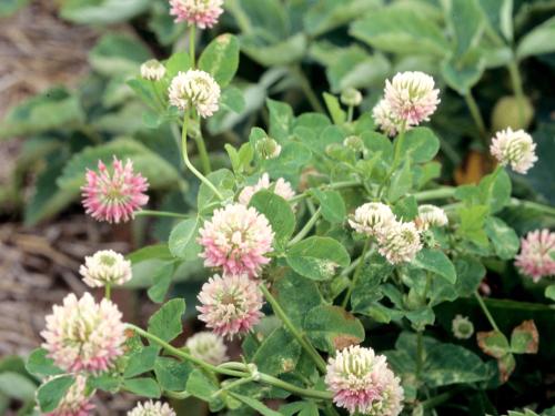 Trèfle alsike(Trifolium hybridum)_1