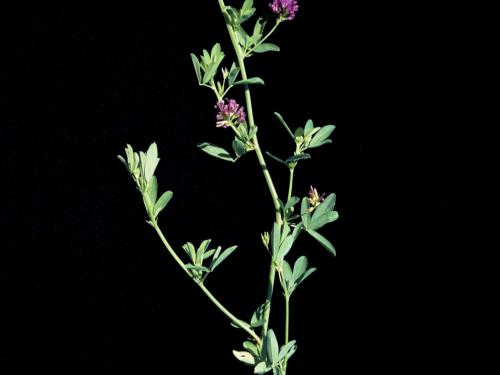 Luzerne cultivé (Medicago sativa)_2