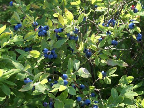 Bleuet fausse-myrtille(Vaccinium myrtilloides)_2