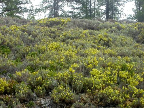 Hudsonie tomenteuse (Hudsonia tomentosa)_1