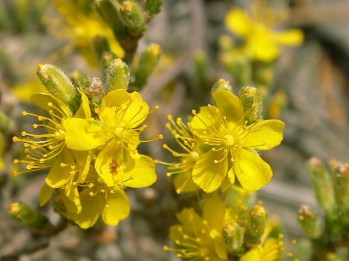 Hudsonie tomenteuse (Hudsonia tomentosa)_4