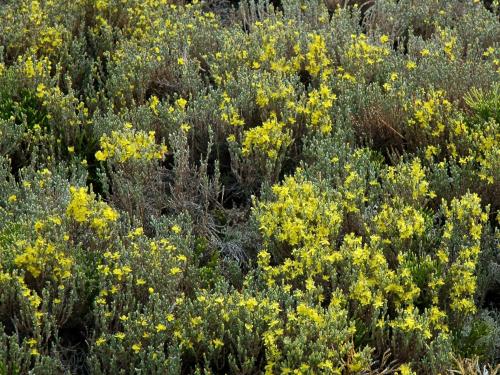 Hudsonie tomenteuse (Hudsonia tomentosa)_6