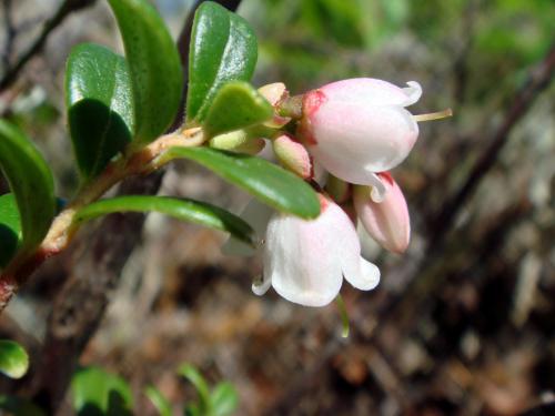 Airelle rouge(Vaccinium vitis-idaea)_1