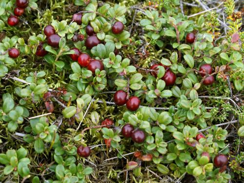 Airelle rouge(Vaccinium vitis-idaea)_2