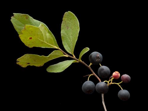 Gaylussaquier fruits bacciformes (Gaylussacia baccata)_5