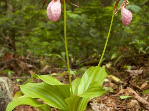 Cypripède acaule(Cypripedium acaule)_1