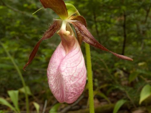 Cypripède acaule(Cypripedium acaule)_2