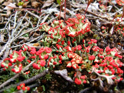 Cladonies(Cladonia)_1