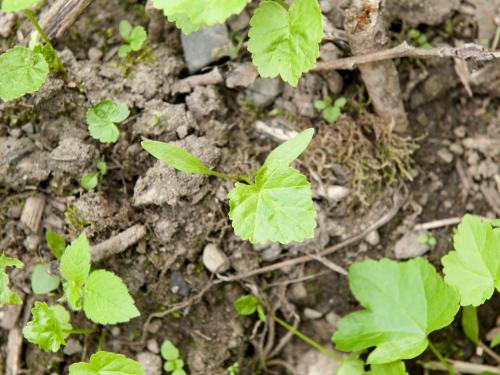 Berce Caucase(Heracleum mantegazzianum)_19