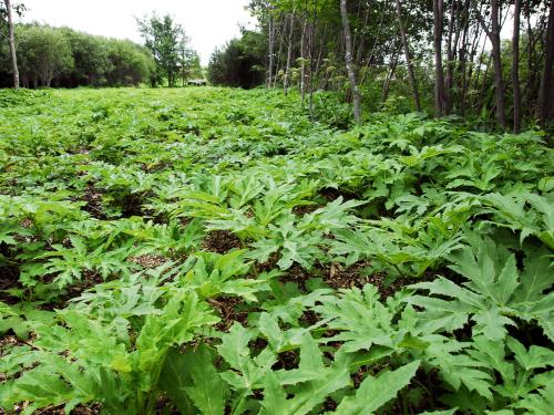 Berce Caucase(Heracleum mantegazzianum)_24