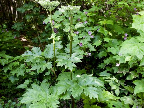 Berce laineuse(Heracleum maximum)_1