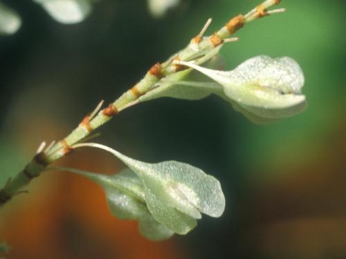 Renouée Japon (Reynoutria japonica)_3