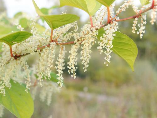 Renouée Japon (Reynoutria japonica)_10