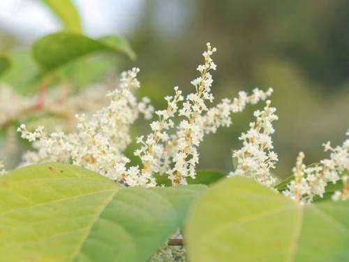 Renouée Japon (Reynoutria japonica)_13